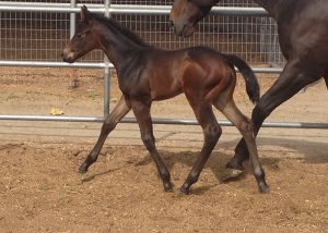 Summ Magge 2014 Filly 2